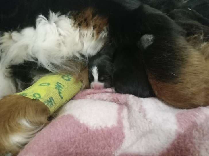 Chiots Bouvier Bernois LOF à vendre