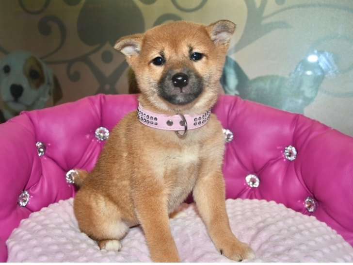 Magnifiques femelles Shiba Inu à vendre