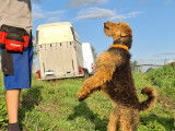 Chienne Airedale Terrier &agrave; vendre