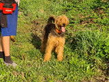Chienne Airedale Terrier &agrave; vendre