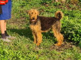 Chienne Airedale Terrier &agrave; vendre