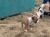 Mise &agrave; la r&eacute;servation de 8 chiots Amstaff LOF