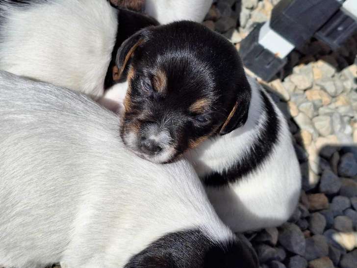 Trois chiots Jack Russells disponibles à la réservation (LOF)