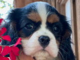 Deux chiots femelles Cavalier King Charles tricolores à vendre (LOF)