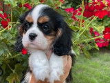Deux chiots femelles Cavalier King Charles tricolores à vendre (LOF)