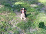 Disponible &agrave; l&rsquo;achat un chiot Cavalier King Charles LOF tricolore