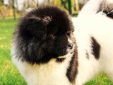 Chiots Akita Am&eacute;ricain &agrave; poil long LOF &agrave; vendre