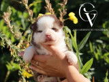 6 chiots Huskies LOF à réserver