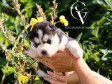 6 chiots Huskies LOF à réserver