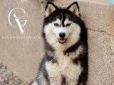 6 chiots Huskies LOF à réserver