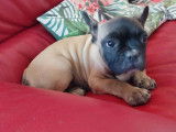 Un chiot Bouledogue Français LOF fauve à vendre