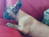 Un chiot Bouledogue Français LOF fauve à vendre