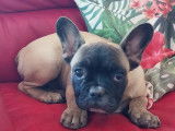 Un chiot Bouledogue Français LOF fauve à vendre