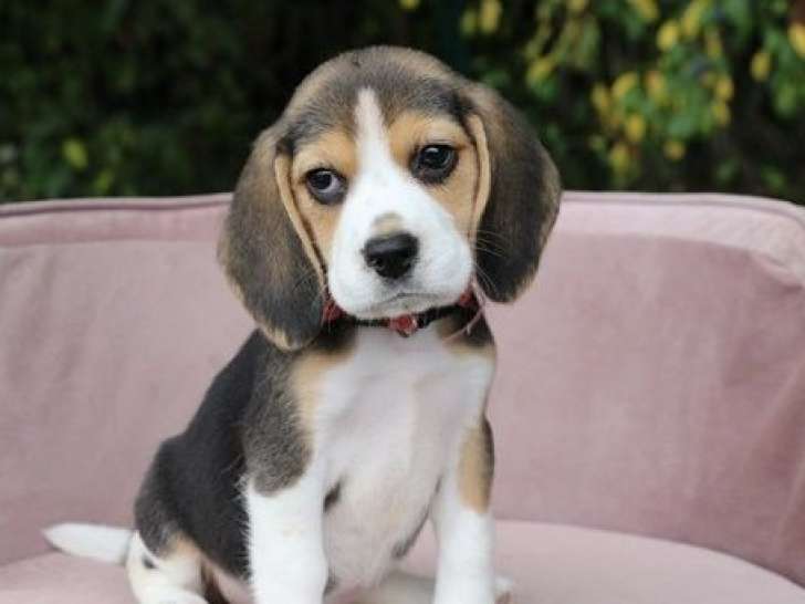 À vendre : 5 chiots Beagles LOF