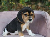 À vendre : 5 chiots Beagles LOF