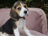 À vendre : 5 chiots Beagles LOF