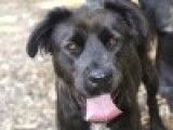 Chienne Labrador noire à céder