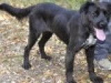 Chienne Labrador noire à céder