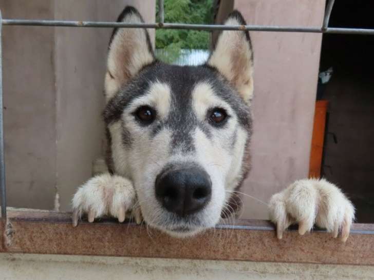 Disponible à l'adoption : une chienne Husky Sibérien