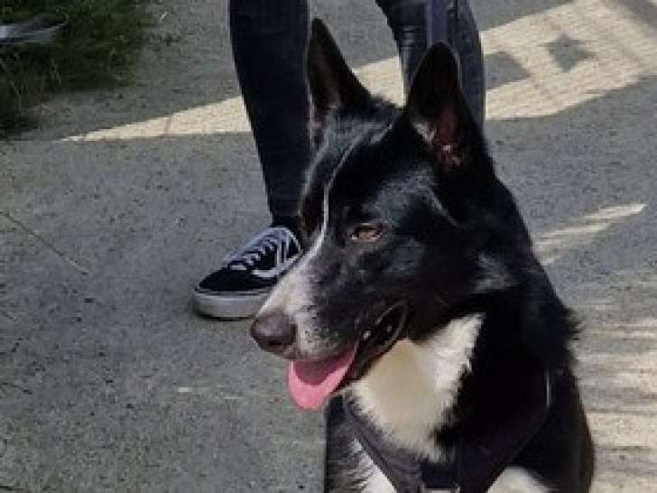 Don gratuit : adorable chiot mâle