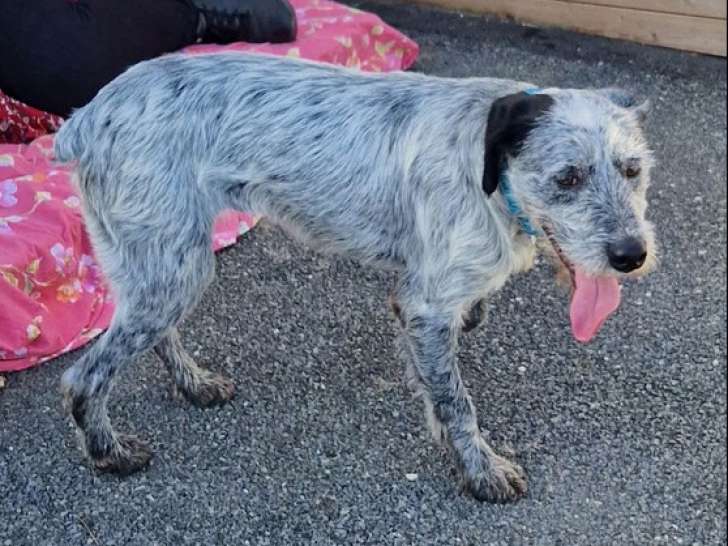 Un chien bleu merle qui cherche un foyer