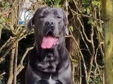 6 chiots Cane Corso gris LOF à réserver