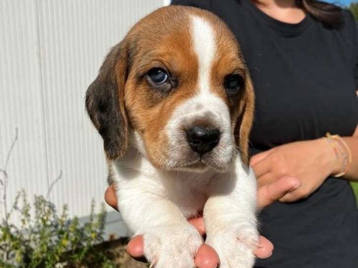 4 chiots Beagles tricolores à vendre