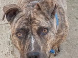 Chien croisé Boxer de 5 ans à donner