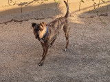 Chien croisé Boxer de 5 ans à donner