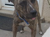 Chien croisé Boxer de 5 ans à donner