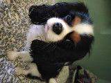 Recherche mâle Cavalier King Charles pour une saillie