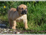 Chiots Presa Canario LOF à vendre