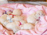 Chiots Bichon Frisé inscrits au LOF à vendre