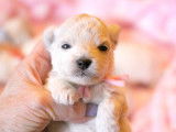 Chiots Bichon Frisé inscrits au LOF à vendre