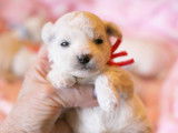 Chiots Bichon Frisé inscrits au LOF à vendre
