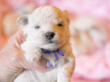 Chiots Bichon Frisé inscrits au LOF à vendre