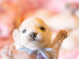 Chiots Bichon Frisé inscrits au LOF à vendre