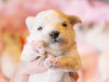 Chiots Bichon Frisé inscrits au LOF à vendre
