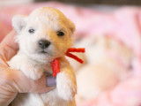 Chiots Bichon Frisé inscrits au LOF à vendre