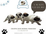 Chiots Jack Russel Terrier de lign&eacute;es australiennes &agrave; vendre