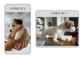 Chiots Jack Russel Terrier de lign&eacute;es australiennes &agrave; vendre