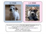 Chiots Jack Russel Terrier de lign&eacute;es australiennes &agrave; vendre