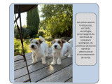 Chiots Jack Russel Terrier de lign&eacute;es australiennes &agrave; vendre