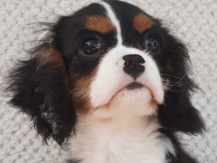 Chiot mâle Cavalier King Charles LOF à vendre