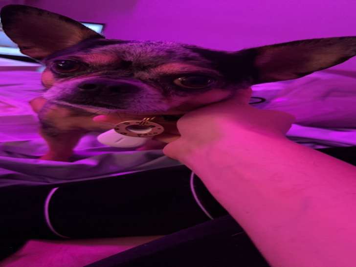 Paco, mâle Chihuahua merle disponible pour saillie