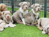 Chiot American Bully XL à vendre