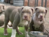 Chiot American Bully XL à vendre