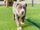 Chiot American Bully XL à vendre