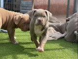 Chiot American Bully XL à vendre