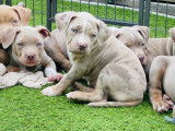 Chiot American Bully XL à vendre